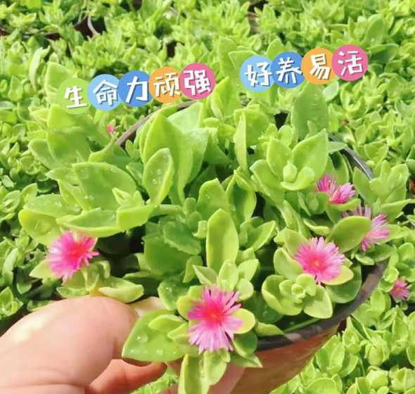 牡丹吊兰又叫什么作用 牡丹吊兰又叫田七吗