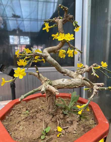 迎春什么花盆栽好看啊 迎春花的养殖方式你认为是什么适合家养吗