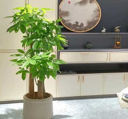 发财树种卧室怎么摆放 发财树怎么摆放 发财树放在哪里合适