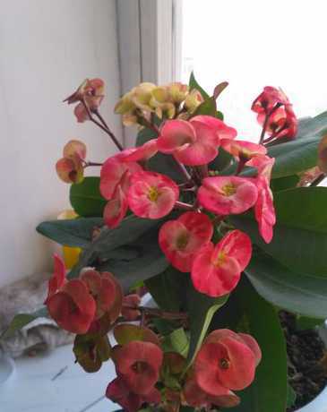 刺梅的花夏天为什么少 刺梅花的特点