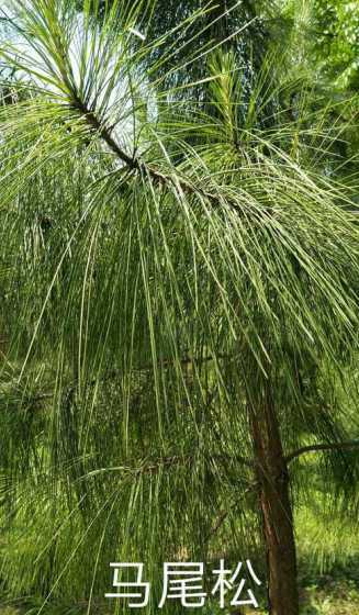马尾松每亩种植多少钱 马尾松价格多少钱一棵马尾松种植方法有哪些