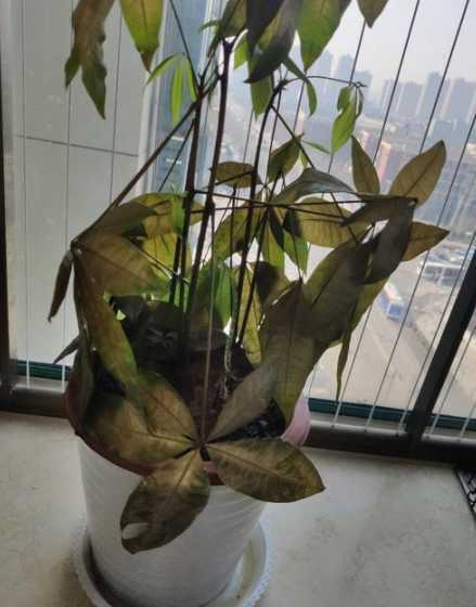 叶子蔫了发黄怎么补救 植物叶子发黄发蔫怎么办