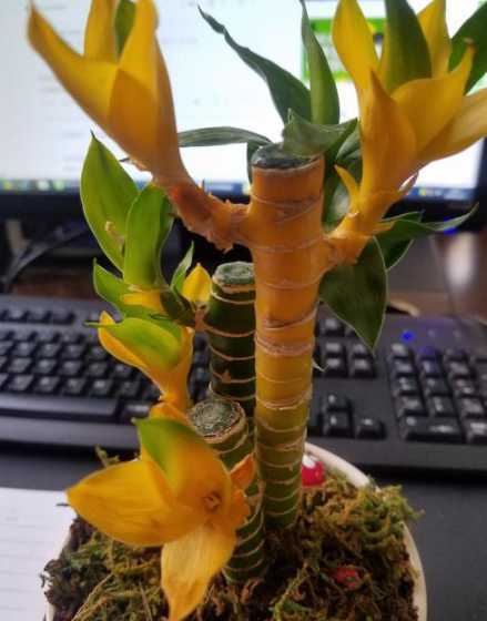 荷花竹发黄是因为什么 我养的盆栽荷花竹,叶子尖尖发黄了,怎么办
