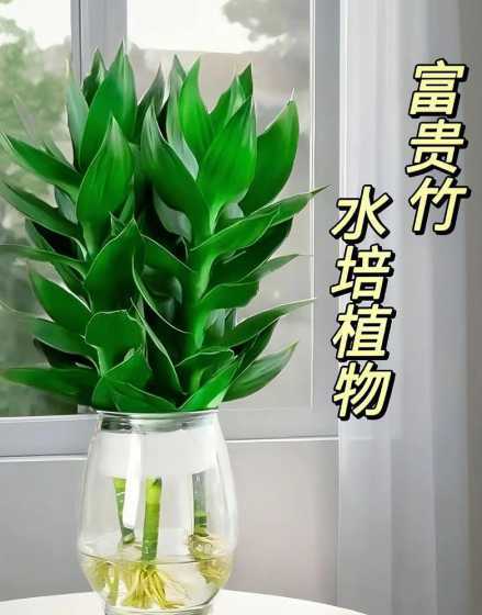 水培富贵竹水为什么脏 水培富贵竹突然水变浑浊还有臭味,到底咋回事如何救治