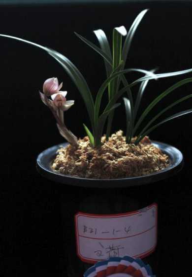 昆明斗南花卉市场兰花 云南鲜花市场在哪里