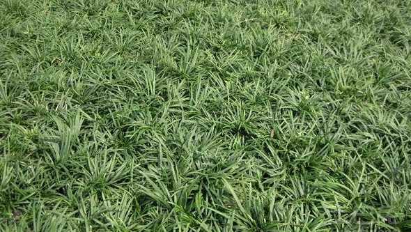 玉龙草种植多久可上市 玉龙草种植方法有哪些