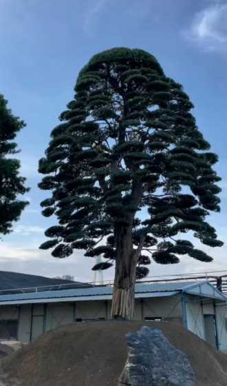 100棵罗汉松多少钱 罗汉松苗多少钱一棵 罗汉松苗价格50-450元/棵