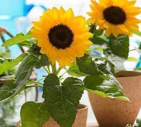 阳台盆栽适合种什么花 家里阳台适合放什么盆栽 适合阳台上摆放的盆栽花卉