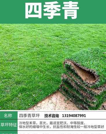 果岭草每平方有多少株 有谁知道果岭草多少钱一平方