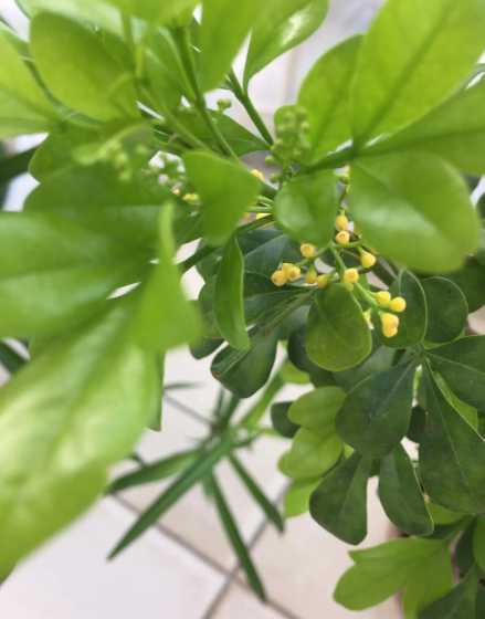 米兰花为什么开花不香 米兰花已经开满盆,为什么没有香味