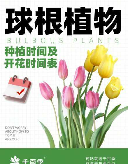 球根花卉属于几年生花卉 球根花卉按花期怎么分类