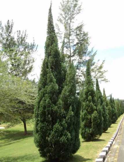 龙柏树生长特点是什么 龙柏树不绿怎么办