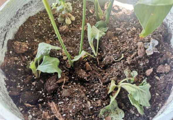 盆栽种菜为什么老是烂 盆栽西红柿的种植方法 阳台种菜美美哒