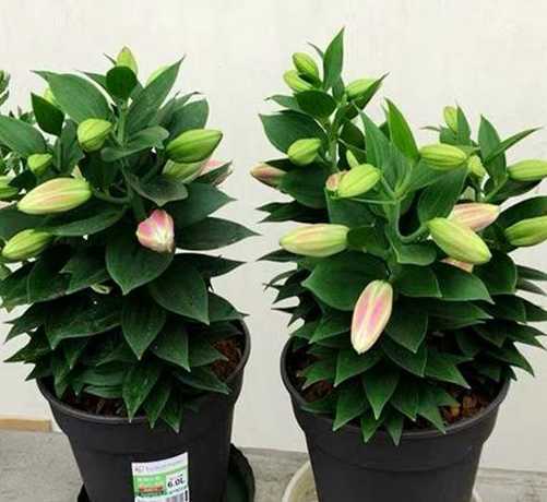 什么花在室内养常开花 一年四季开花好养的花有哪些(适合室内的四季常开花朵)