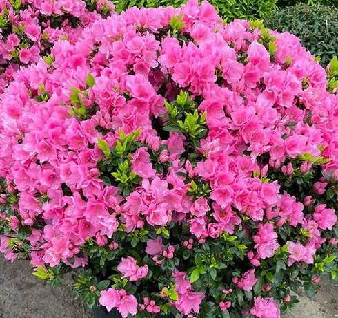 杜鹃花苗什么季节栽种 杜鹃花什么时候种植