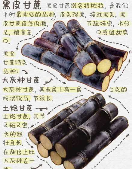 今年的什么时候种甘蔗 甘蔗什么时候种植 甘蔗什么时候种植最佳