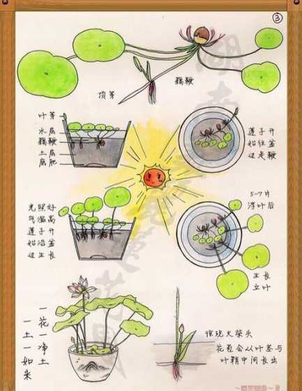 连花什么时候开始生长 荷花花期是什么时候开的(荷花的生长环境和生长特点)