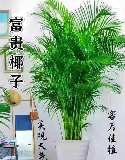 富贵椰子树有什么作用 富贵椰子可以净化空气吗,有吸甲醛的作用吗