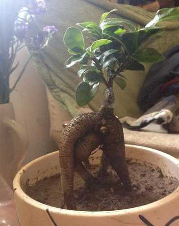 盆栽榕树用什么嫁接的 如何在榕树上嫁接榕树