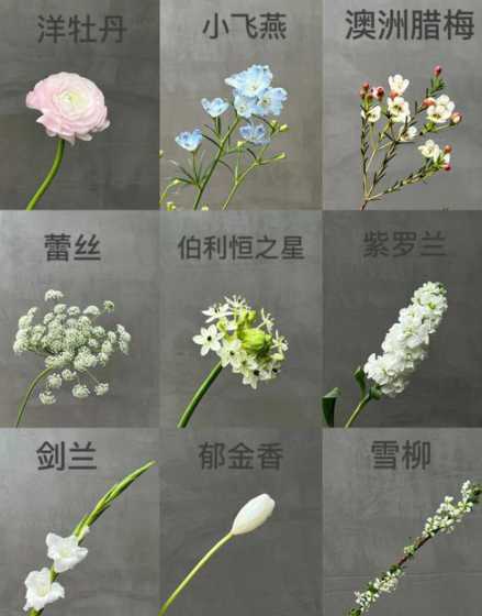 冬季鲜花属于什么花材 冬青的特点是什么