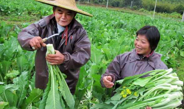 过了腊月可以种什么菜 腊月适合种植什么蔬菜