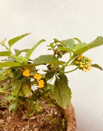薄荷头上为什么长了花 薄荷开花结果吗,花后怎么处理