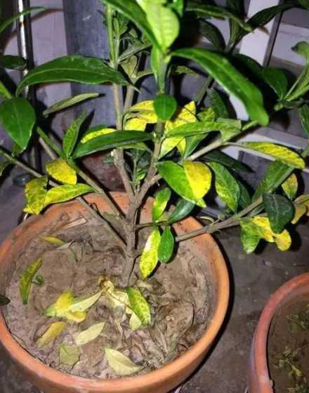 盆栽为什么掉叶子发黄 夏天绿萝萎蔫,叶片变黄是为什么