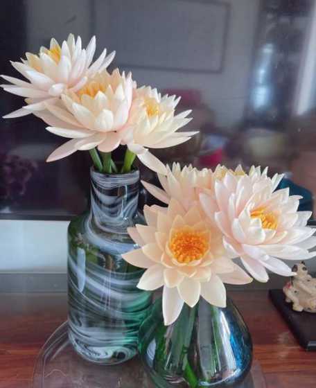 什么花插水里就能开花 遇水开花的干花是怎么回事