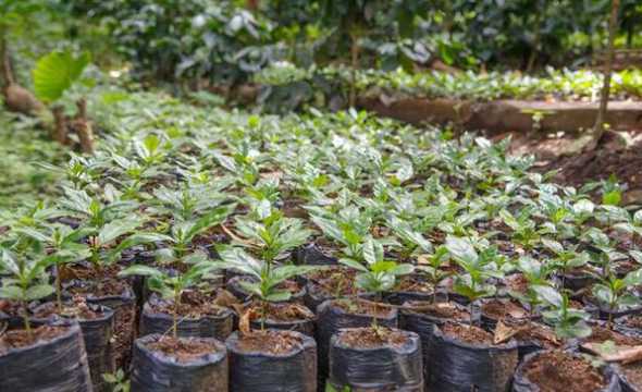 桂花播种时种子怎么放 桂花种子怎样保存才能播种