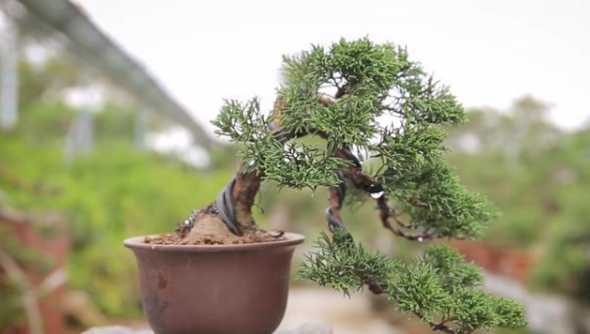 怎么样能盆景真柏发芽 真柏盆景养护方法