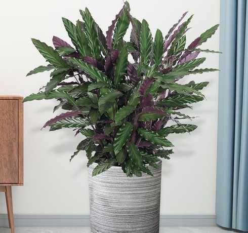 什么盆栽耐阴还有香味 常见的盆栽植物有哪些