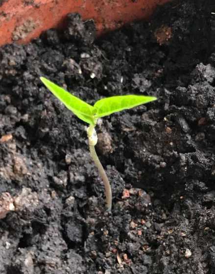 什么种子入秋后才发芽 立秋后种什么菜比较好