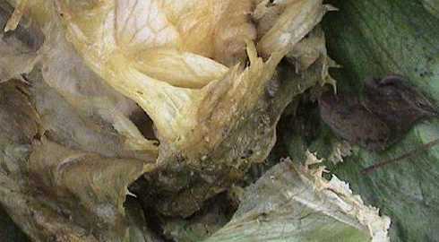 生菜根部腐烂什么原因 生菜烂根是什么原因,生菜苗根部腐烂处理方法