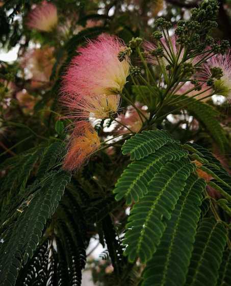 什么时候适合挖合欢树 合欢花什么时候种植合欢花种植时间