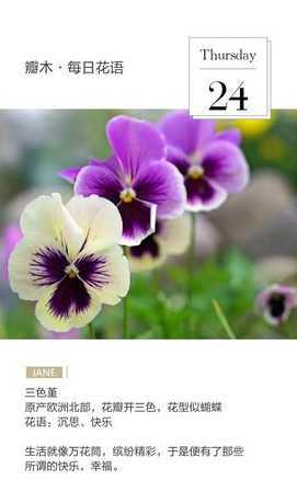 什么花的花语表示生气 惹女朋友生气买什么花,道歉送花的花语