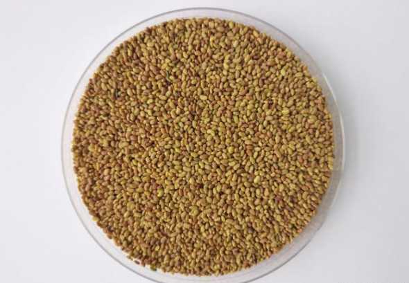 一斤草种子能种多少亩 一斤三叶草种子能种植多少平方