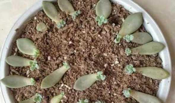 侧芽多肉无根怎么移植 如何栽培多肉侧芽