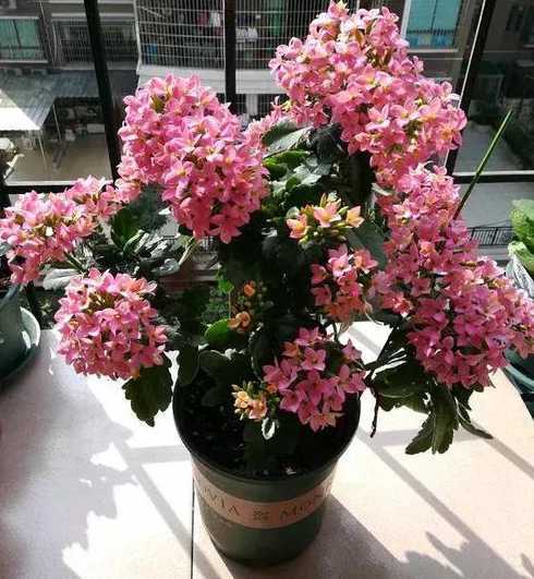 有什么花可以减少氨气 什么花可以净化空气