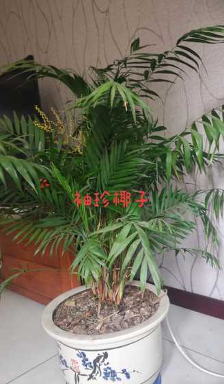 袖珍椰子的寓意是什么 袖珍椰子花语和寓意,袖珍椰子的寓意和象征