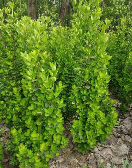 北海道黄杨什么树形好 树木篱笆墙种什么品种好