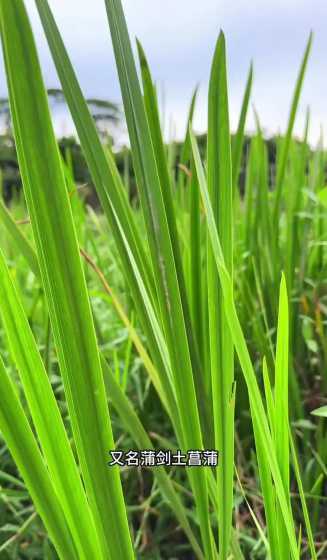 观赏菖蒲用什么土种植 菖蒲用什么土种植
