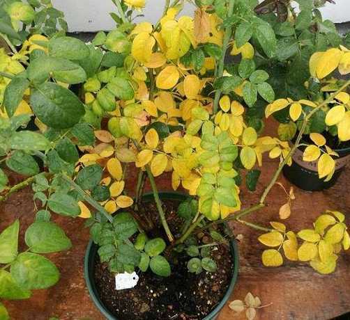 花叶烂了怎么补救最快 芙蓉花烂叶子怎么办