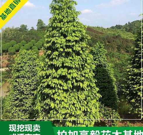 红豆杉树苗多少钱一棵 红豆杉幼苗多少钱红豆杉移栽苗什么时候种植最好