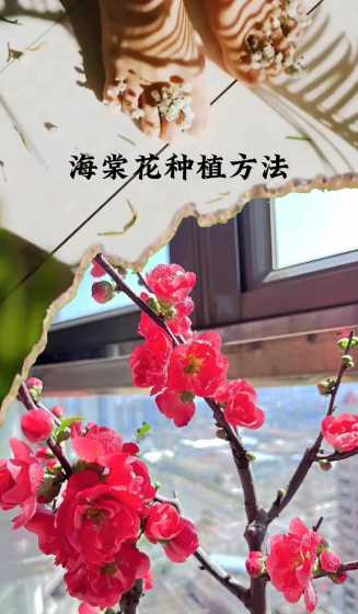 盆栽西府海棠怎么浇水 西府海棠能盆栽吗,该怎么养