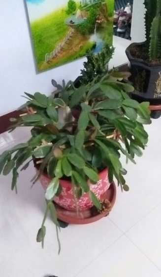 仙人指根茎为什么发白 植物为什么能防辐射
