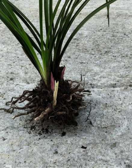 蕙兰的叶片有什么特征 蕙兰出好花叶片特征