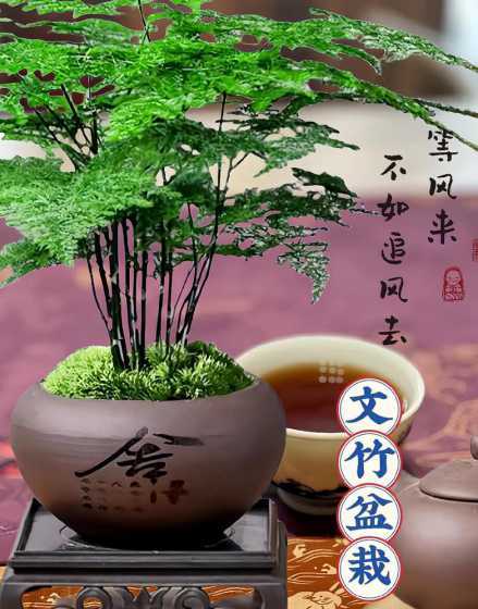 文竹放在什么光线下好 文竹不应放在什么环境下养护