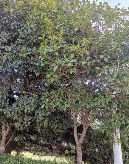 桂花树为什么不开花了 桂花树为什么不开花的原因