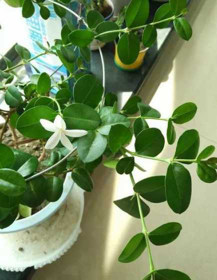 铁叶茉莉什么季节开花 茉莉花是什么季节的花