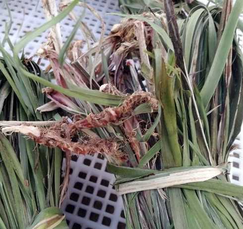 菖蒲叶子干枯怎么解决 为什么我养的菖蒲总是叶尖发黄干枯该怎么办